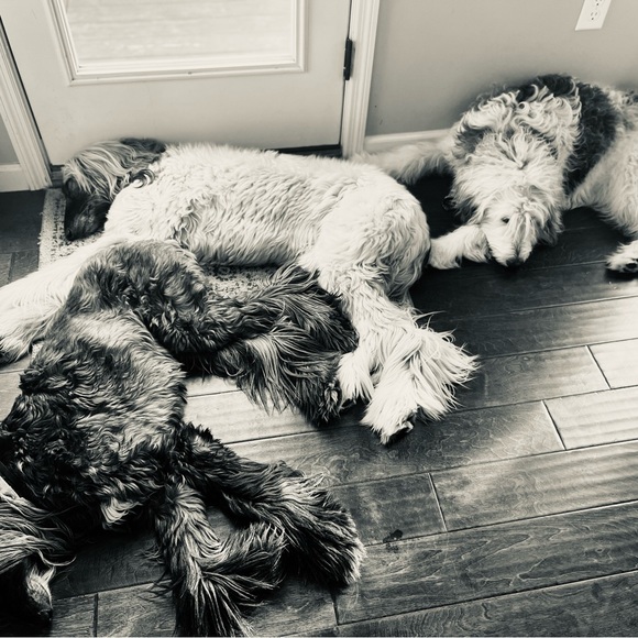 Meet your Posher, Tricia - Picture 5 of 16